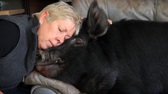 澳大利亞小公豬愛喝烈酒喜歡給異性狗做按摩