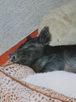 澳大利亞小公豬愛喝烈酒喜歡給異性狗做按摩