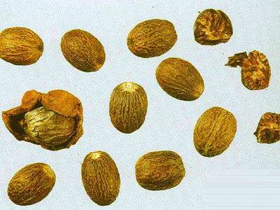 肉豆蔻固腸止瀉