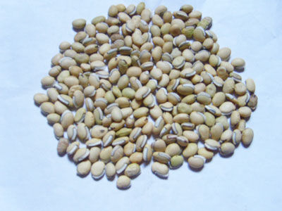 白扁豆健脾化濕