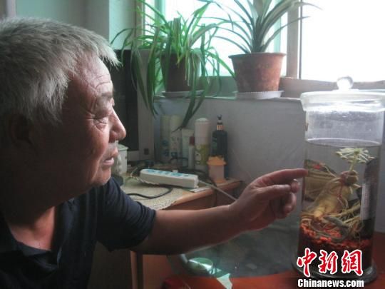 遼寧鐵嶺一農民家酒中人參開花長葉(圖)