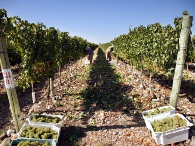法國朗斐對葡萄種植及采摘有嚴格的要求